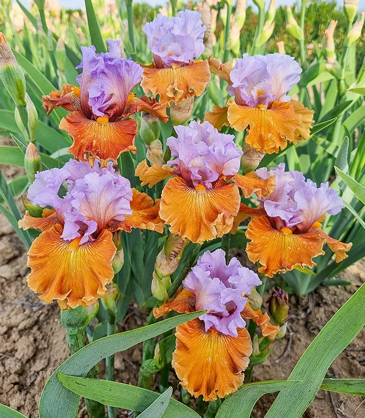 Holland’s Finest Blooms for Less