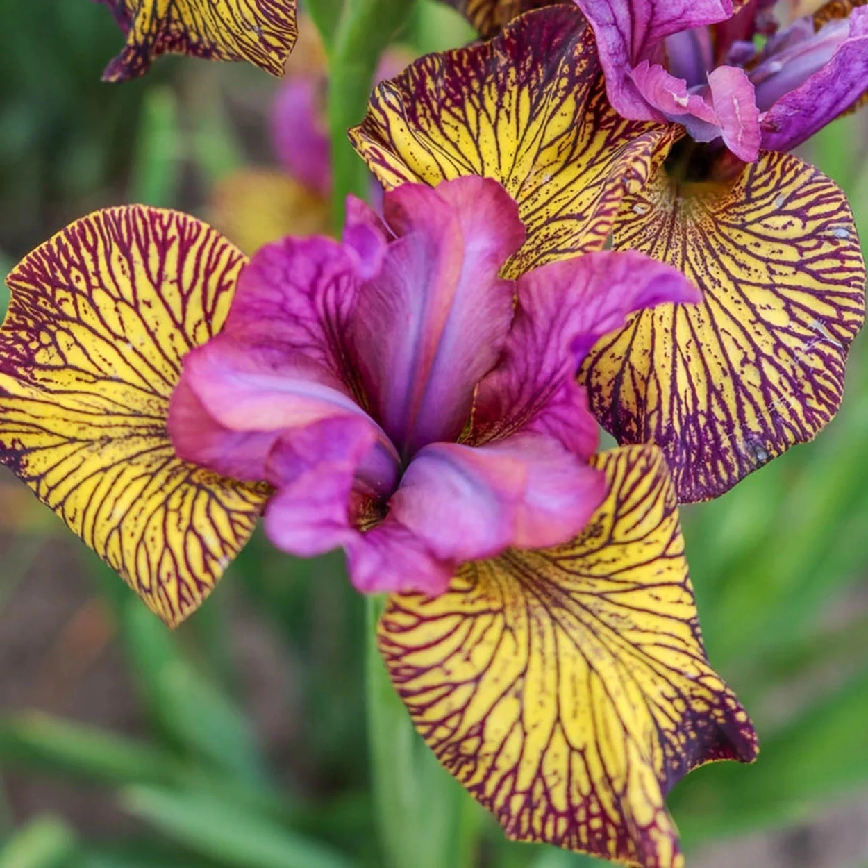 New for Spring Planting