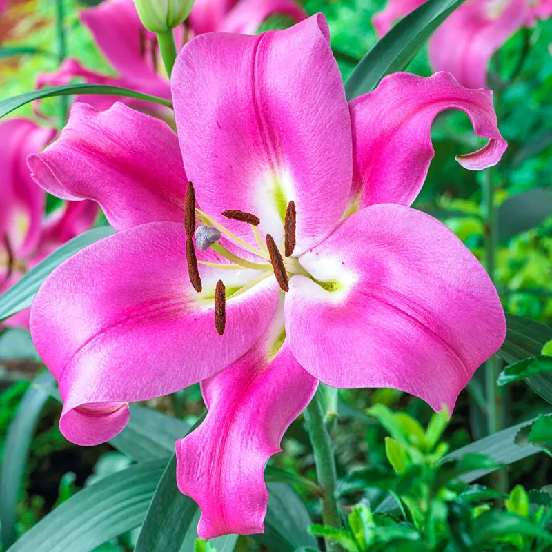 BC Fallsale F26
