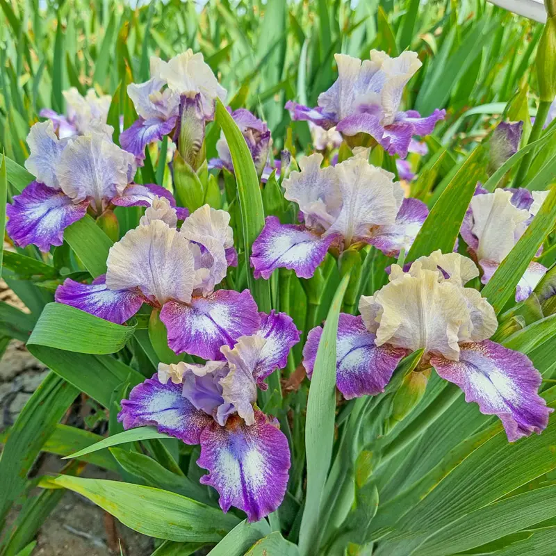 New for Fall Planting